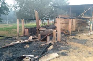 A shed in thatch houses, eight buffaloes burnt alive सरपंच के छप्परपोश घरों में आग, आठ भैंस जिंदा जली