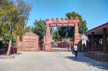 no sufficient medical staff at machia biological park of jodhpur 5 करोड़ की आय वाले माचिया पार्क में नहीं है पर्याप्त मेडिकल स्टाफ, वन्यजीवों के मरने पर नहीं मिल पाती यह सुविधा