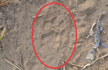 Panther's movement in the area again after running gallop in the marke पैंथर का अजीतगढ़ के बाजरों में सरपट दौडऩे के बाद फिर से आबादी में क्षेत्र में मुवमेंट