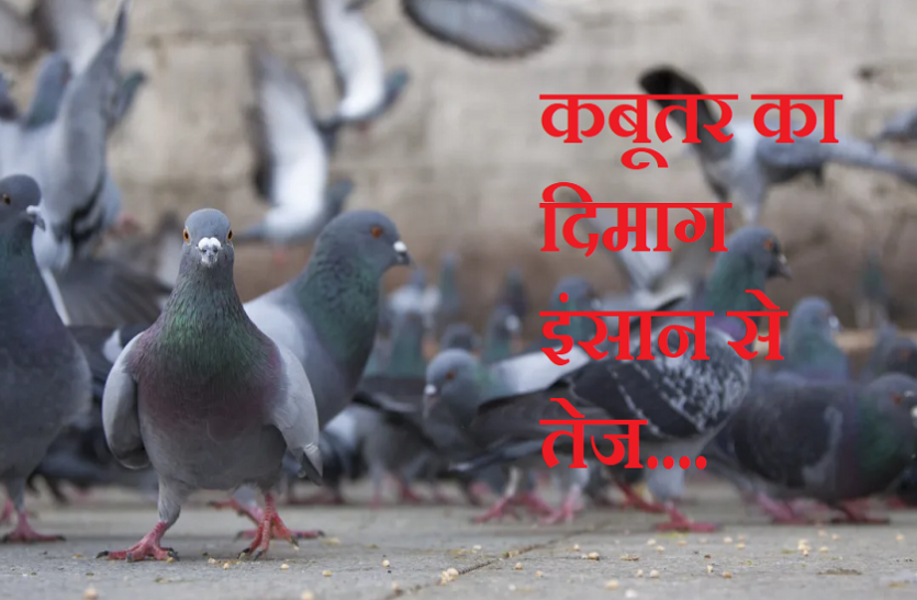 Pigeon OMG! इंसानों से भी ज्यादा तेज होता है कबूतर का दिमाग, ये रिसर्च बता रही है कैसे