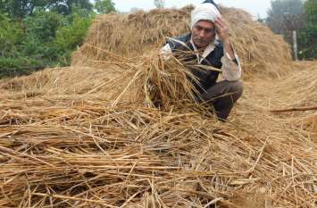 Paddy loss caused by fields and barns खेत-खलिहानों ने रखी धान का हुुआ नुकसान