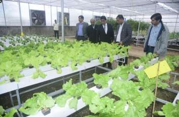 Hydroponic farming will be protected हाइड्रोपॉनिक से होगी संरक्षित खेती