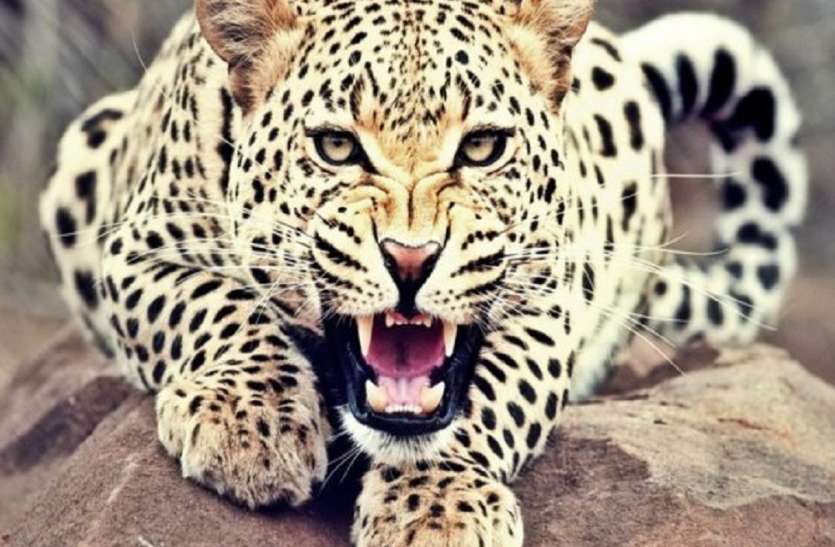 leopards 9 साल के बच्ची पर तेंदुए ने किया हमला, साहसी पिता ने ऐसे बचाई बेटी की जान