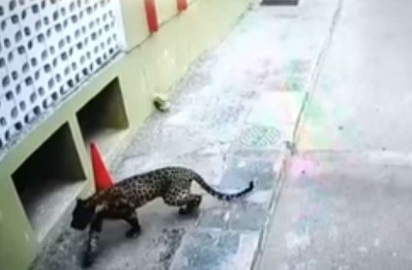 panther.jpg 19 घंटे तक पैंथर का आतंक, इधर-उधर भागकर मचाई दहशत