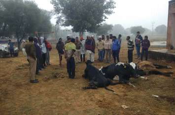 Acid on cow dynasty, resentment in Hindu organizations गौवंश पर डाला तेजाब, हिन्दू संगठनों में आक्रोश