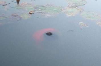Deadbody Found In Pond At Salumber, Udaipur तालाब में नजर आया युवक का शव तो राहगीरों के पैरों तले खिसकी जमीन, पूरेे गांव में मची सनसनी