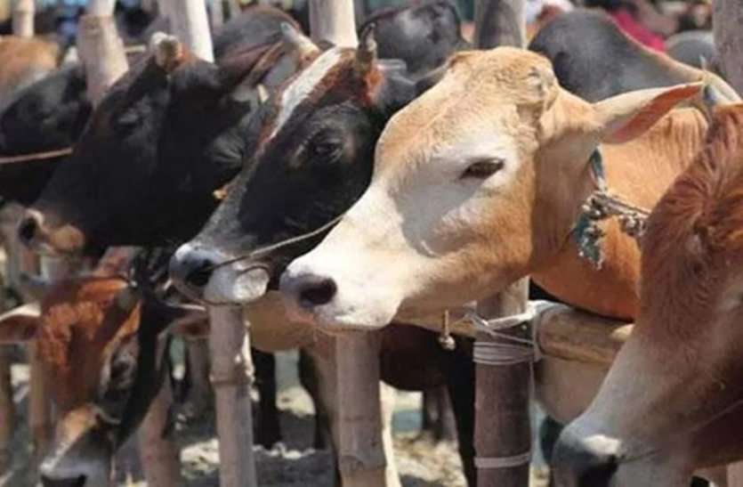 राजस्थान में जल्द शुरू होंगे Cow Hostels, वहां पाली जा सकेंगी गाएं, मिलेगा गाय का शुद्ध दूध राजस्थान में जल्द शुरू होंगे Cow Hostels, वहां पाली जा सकेंगी गाएं, मिलेगा गाय का शुद्ध दूध