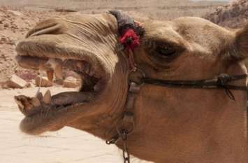camel attack on his owner राजस्थान में ऊंट ने हमला कर मालिक को मार डाला