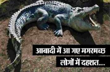crocodile reached in residential area of kota crocodiles terror शहरी क्षेत्र में फिर घुसा मगरमच्छ, लोगो में दहशत