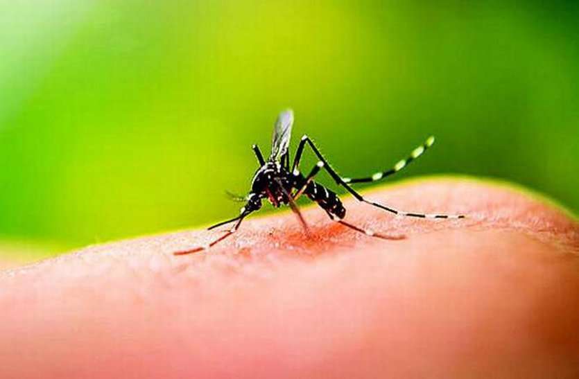 Dengue Seasonal Diseases : कोरोना महामारी के बीच अब डेंगू और मलेरिया का 'डंक'