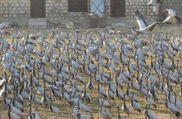 temperature falling down and increasing migratory birds WILDLIFE STORY : फिसलते पारे के बीच पक्षियों की संख्या में हुआ इजाफा