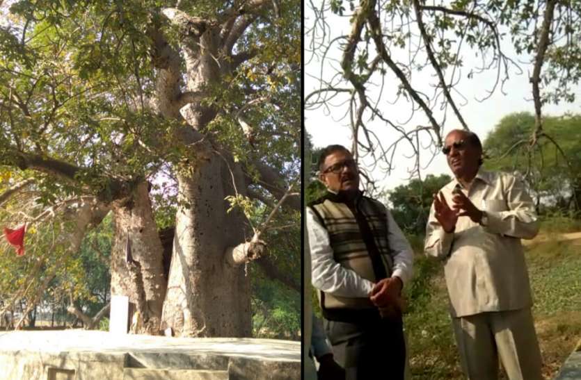 Trees दुर्लभ कल्प वृक्ष को बचाने की मुहिम शुरू