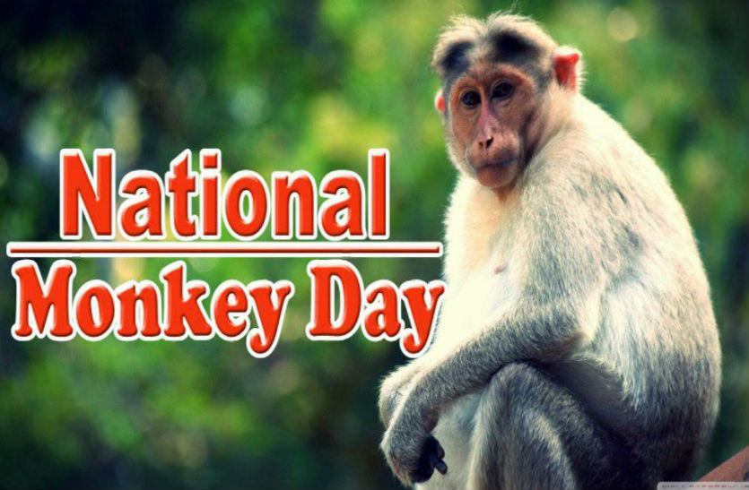 National Monkey Day Furious monkeys of vrindavan Surprising real story