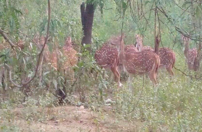शिकारियों को सजा दिलाने को लेकर एक दूसरे से किया विचार-विमर्श शिकारियों को सजा दिलाने को लेकर एक दूसरे से किया विचार-विमर्श