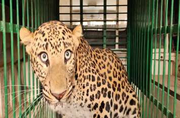 leopard homeless in Jaipur questions raised on rescue जयपुर में एक तेंदुए को लापरवाही ने कर दिया बेघर, रेस्क्यू पर उठे सवाल