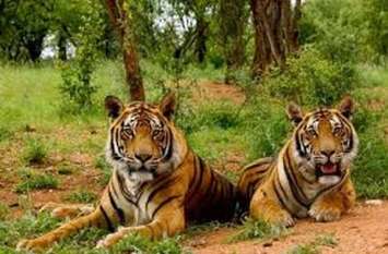 Chief Wildlife Guardian's vehicle attacked, assaulted forest officials मुख्य वन्यजीव प्रतिपालक के वाहन पर लाठियों से हमला, वन अधिकारियों से की मारपीट