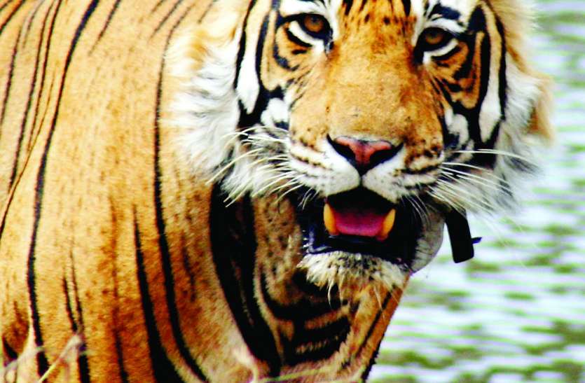 सरिस्का में बाघों को हो सकता है टेरिटरी का संकट सरिस्का में बाघों को हो सकता है टेरिटरी का संकट