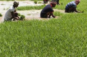 Odisha cabinet approves Agriculture Policy Agriculture : ओडिशा सरकार ने नई कृषि नीति को दी मंजूरी