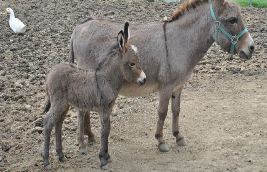 donkey1.png