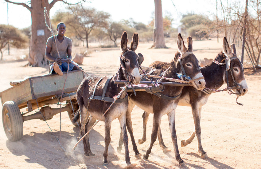 donkey2.png