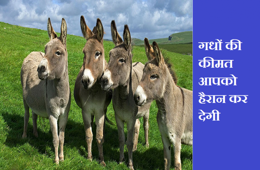 Do you know how much a donkey costs in the country क्या आप जानते हैं देश में एक गधे की कीमत कितनी है? लगातार बढ़ रहे हैं दाम