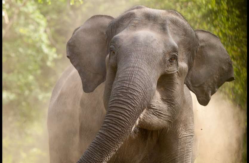 elephant.jpg मॉर्निंग वॉक पर निकले दो बच्चों पर दंतैल ने किया हमला, एक के पेट में घुसा हाथी का दांत