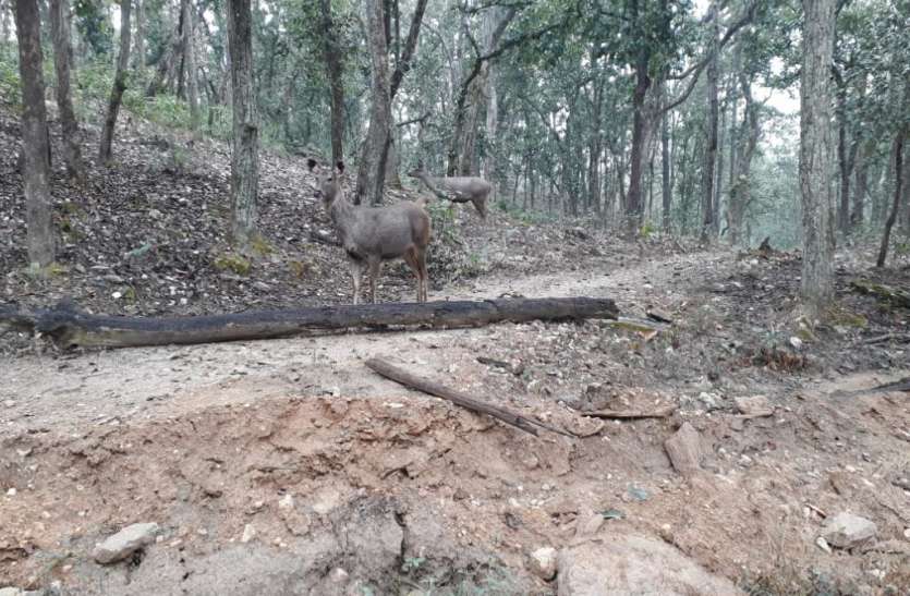 Hunters' eye on wildlife will remain special in forest areas including Mukandra वन्यजीवों पर शिकारियों की नजर,मुकंदरा सहित वन क्षेत्रों में रहेगी विशेष नजर
