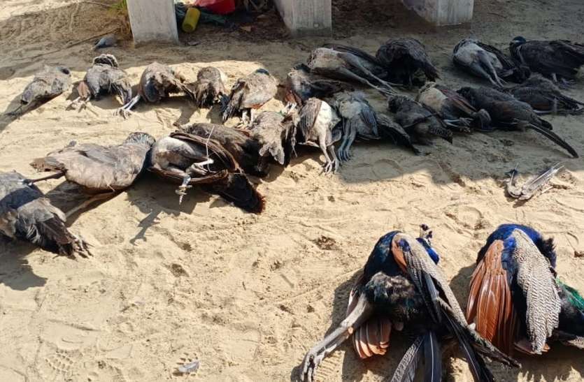 mor.jpg कार का दरवाजा खोला तो उड़ गए अधिकारियों के होश