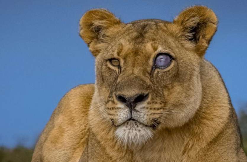 Blue eye lioness इंटरनेट पर वायरल हुई नीली आंख वाली शेरनी, सच्चाई जान खड़े हो जाएंगे रोंगटे