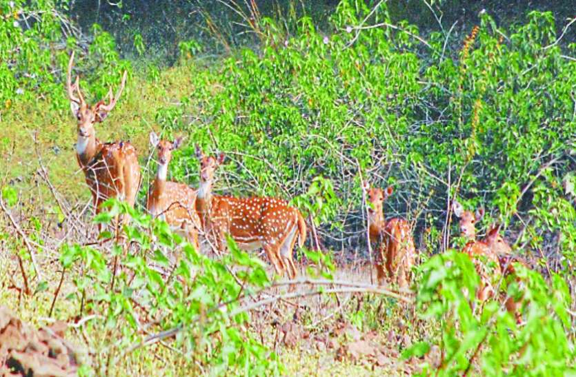 Dumna Nature park डुमना ग्रीन स्पोर्टस सिटी पर हाईकोर्ट ने कही ये बड़ी बात, जिम्मेदारों से मांगा जवाब
