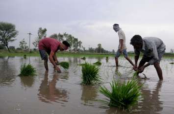 Agriculture In Punjab Agriculture : पंजाब में धान के बजाय दूसरी फसल पर जोर