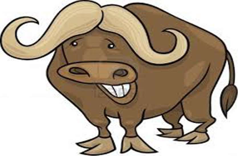 Wonderful: buffalo 13th in Ujjain, 500 people came to the bhoj. अब दो से अधिक भैंस पालने पर लेना हाेगा कमर्शियल बिजली कनेक्शन