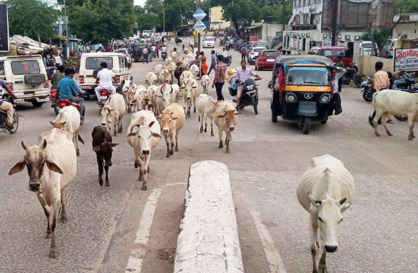 financial grant for operate cowshed in Singrauli मौसम और खाने के बारे में आपस में बातें करती हैं गायें