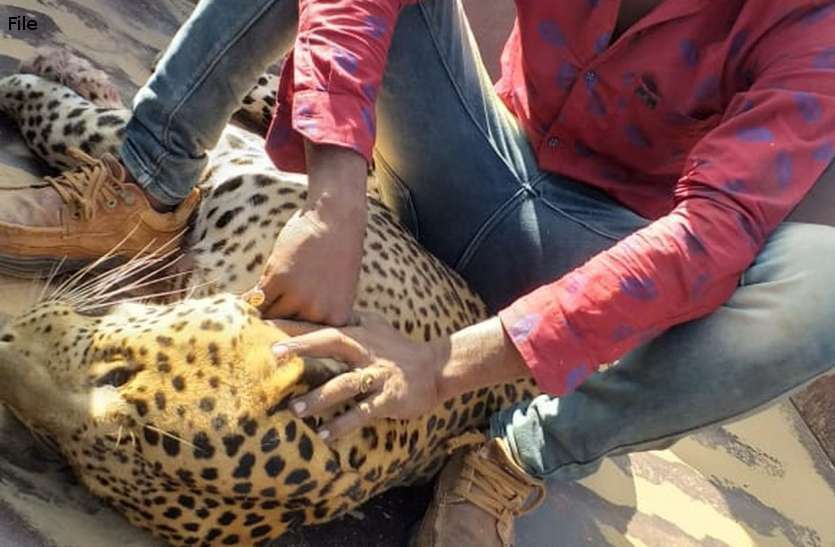 Panther becomes enemy of winter, two killed in three days सर्दी बनी पैंथर की दुश्मन,तीन दिन में दो की मौत