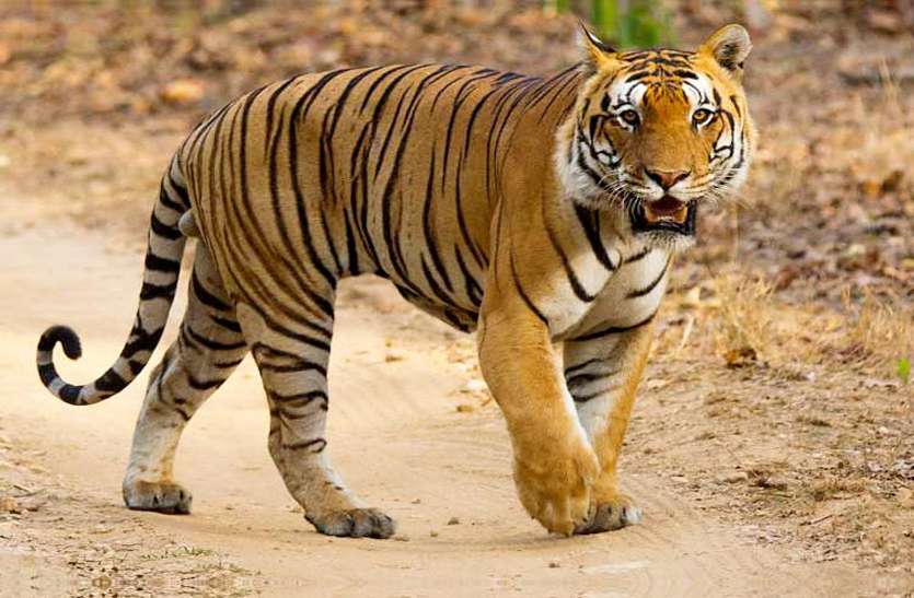 Tiger Arrives At Daundilohara In Balod From Rajnandgaon