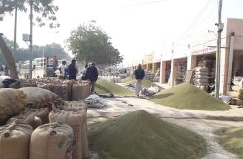 The quality of Nagauri moong increased its demand in other states नागौरी मूंग की गुणवत्ता ने दूसरे राज्यों में बढाई इसकी मांग