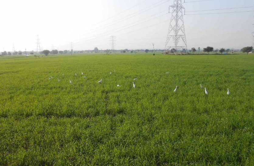 Light rain benefits crops, fog losses हल्की बारिश से फसलों को फायदा, कोहरे से नुकसान