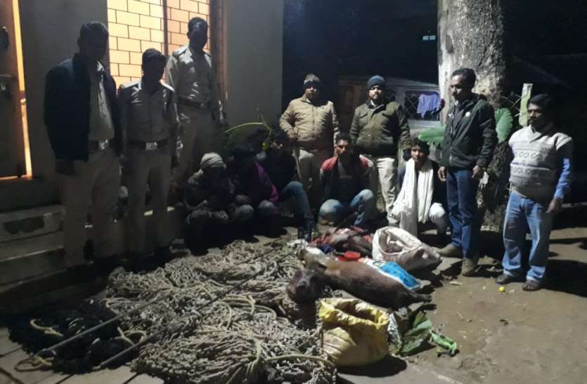 Wild pig hunter arrested. जंगली ***** का शिकार करते पांच आरोपी गिरफ्तार, पहुंचे जेल