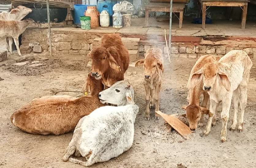 गौशालाओं में गोवंश को बदतर इंतजाम... गौशालाओं में गोवंश को बदतर इंतजाम...