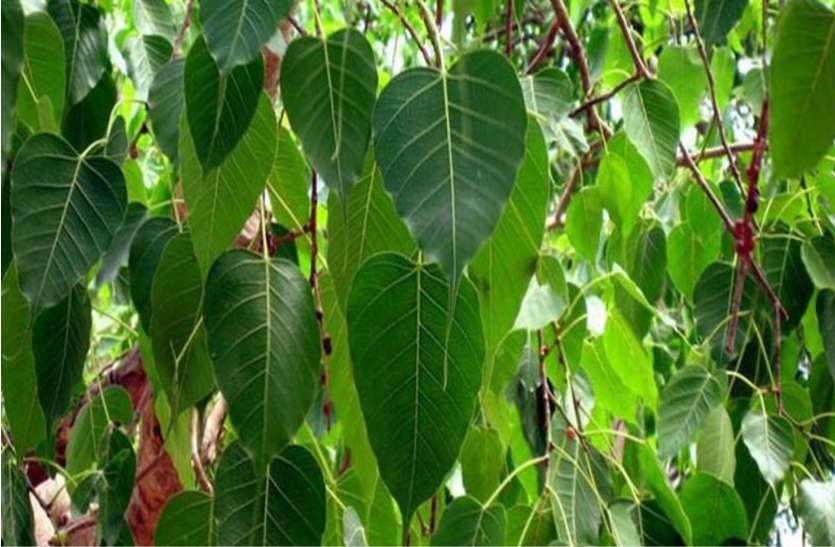 शनिवार : पीपल पेड़ के नीचे बैठकर एक बार कर लें उपाय, जो चाहे मिलने लगेगा शनिवार : पीपल पेड़ के नीचे बैठकर एक बार कर लें उपाय, जो चाहे मिलने लगेगा