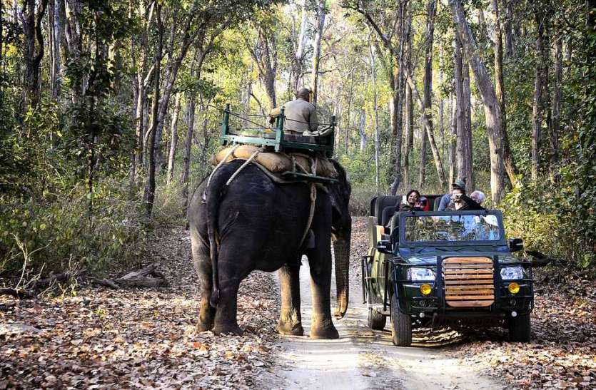 The tourists safari in the buffer zone with the core कोर के साथ सैलानियों ने की बफर जोन में सफारी