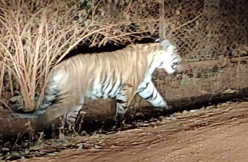 The panic of the villagers increased due to the roar of the tiger and so far the forest staff has not got any clue… बाघ की दहाड़ से ग्रामीणों में बढ़ी दहशत और अब तक वन अमला को नहीं मिला कोई सुराग ...