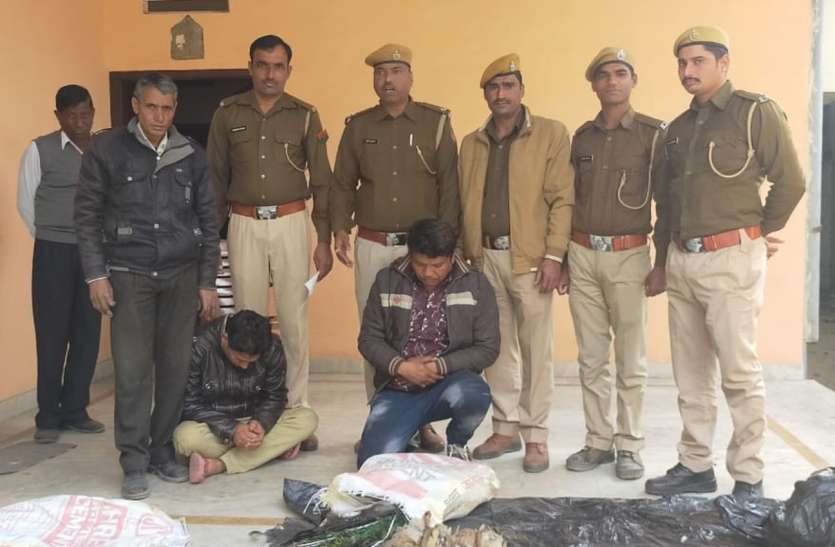 , national bird hunting: राष्ट्रीय पक्षी मोर का शिकार करते दो शिकारियों को दबोचा, एक फरार