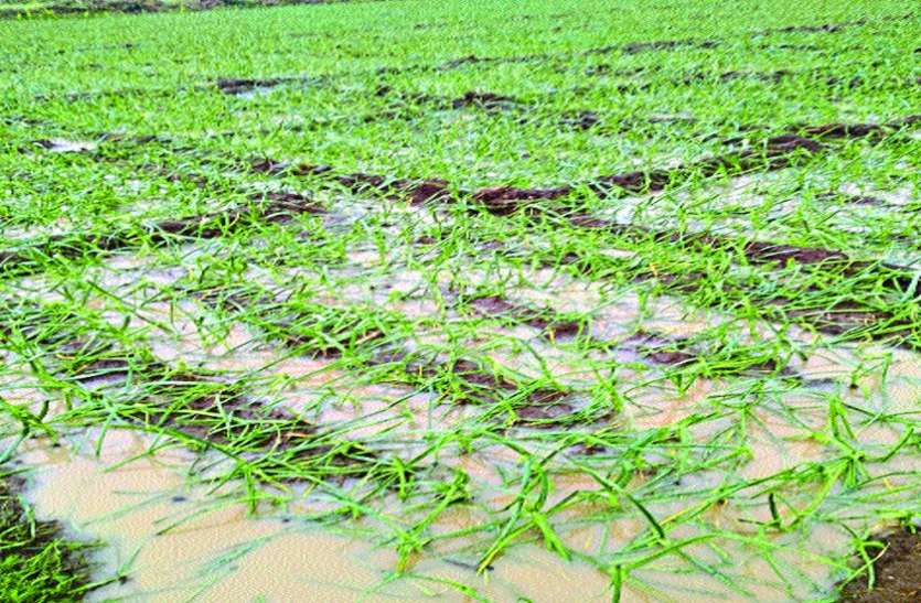 बारिश से खेतों और घरों में भरा पानी बारिश से खेतों और घरों में भरा पानी