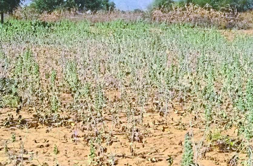 From cold wave damage to crops शीतलहर से हो रहा फसलों को नुकसान