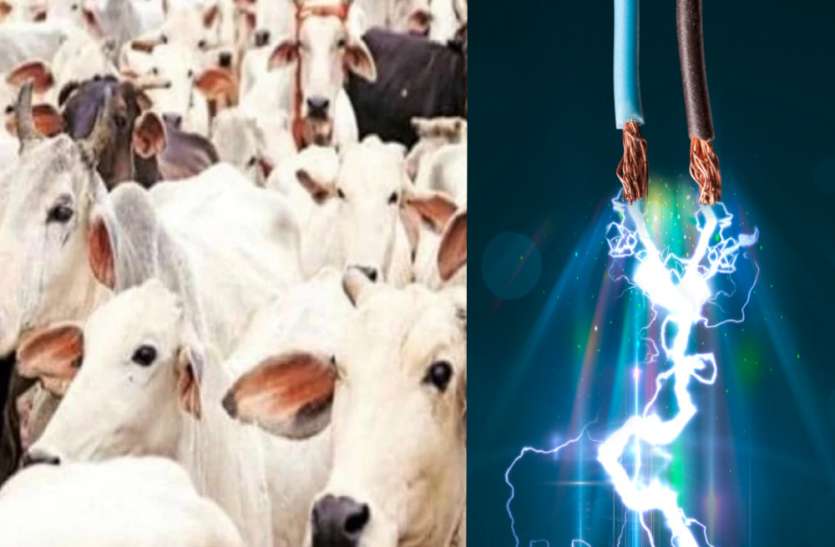 Cows सरकारी गौशाला में बिजली का गिरा तार, 21 गायों की हुई मौत