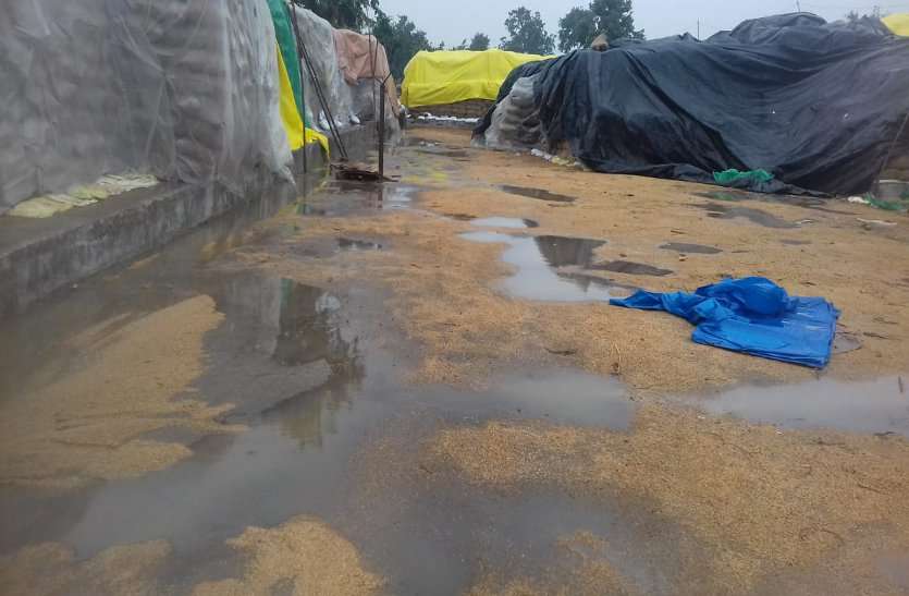 Paddy kept in committees flowing due to unseasonal rain बेमौसम बारिश से बह रहा समितियों में रखा धान