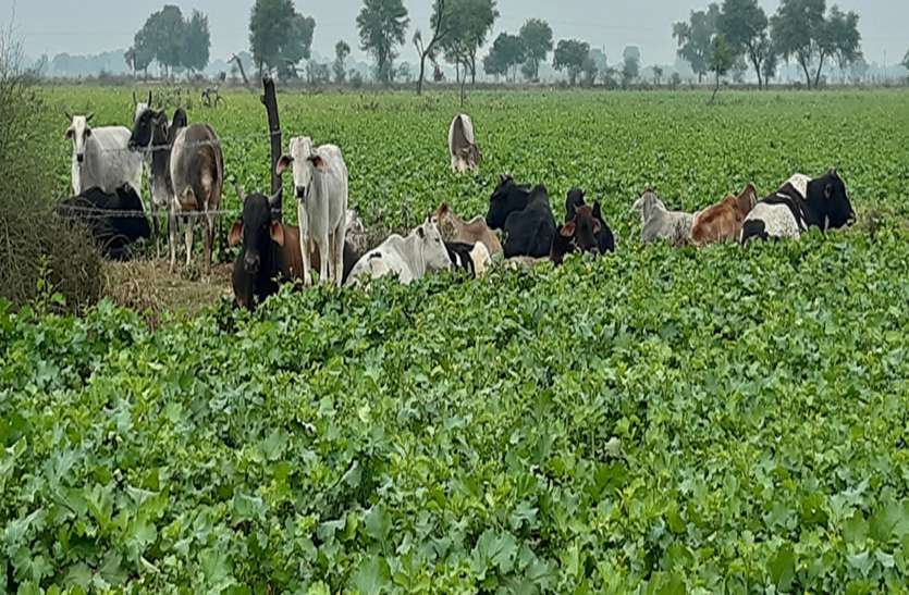 पहले मौसम की मार, अब फसलों को ये कर रहे बर्बाद पहले मौसम की मार, अब फसलों को ये कर रहे बर्बाद