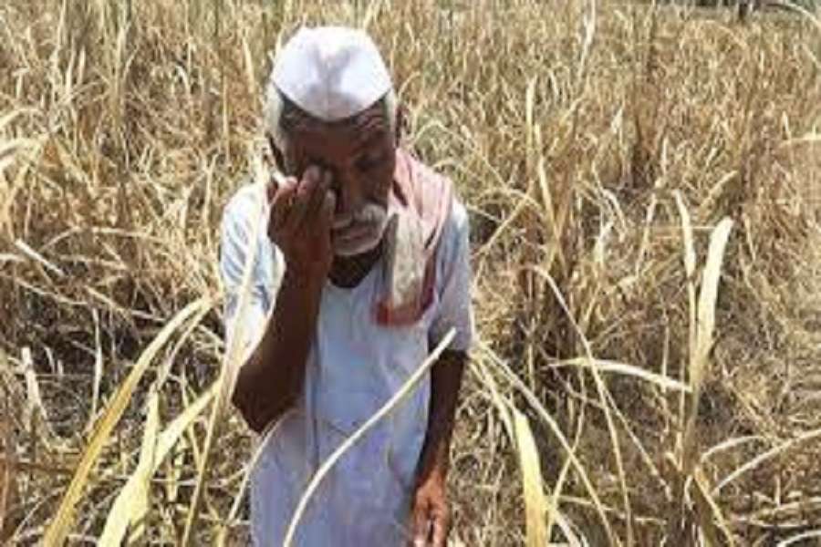 महाराष्ट्र में 300 किसानों ने किया सुसाइड, इसके पीछे का कारण जानिए यहां...