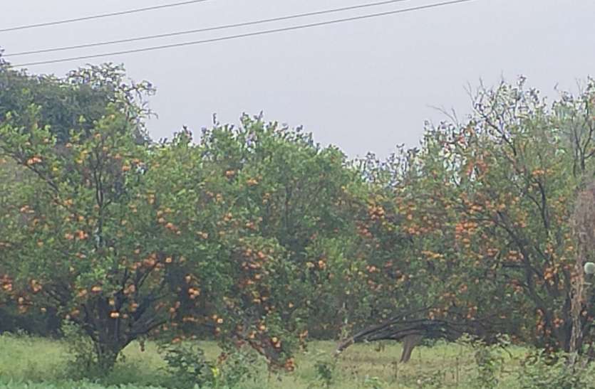 संतरे की फसल बर्बाद संतरे की फसल बर्बाद